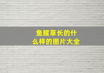 鱼腥草长的什么样的图片大全